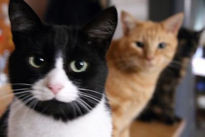 photograph picture of 3 French Cats 