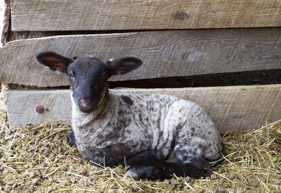Farmgirl Susan's new born lamb