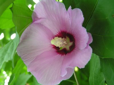 hardy hibiscus
