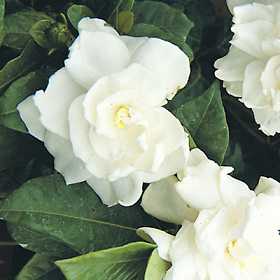white-gardenia