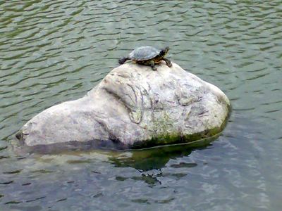 在石頭上曬太陽的烏龜