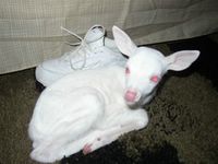 Albino Baby Deer 1