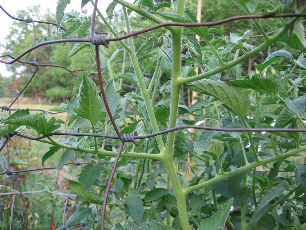 Pruning Ground-Hugging Horizontal Tomato Branches - Advice from Experienced Gardeners