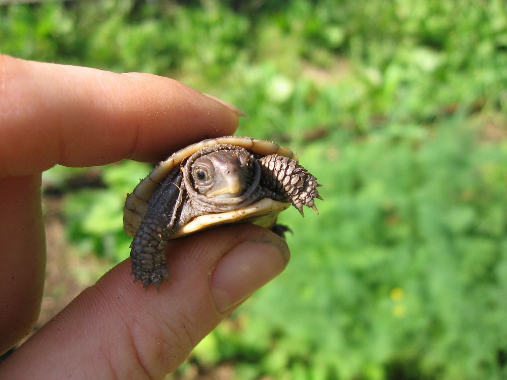 Animals Photo: Tiny Turtle  Turtle, Tiny turtle, Cute turtles