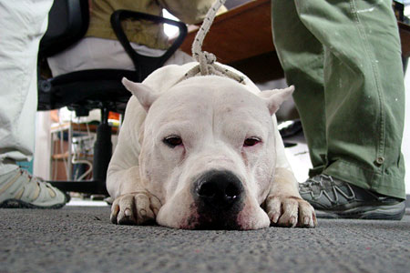 Bombòn el perro