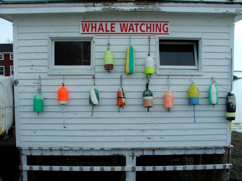 Whale Watching