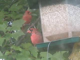 two of my favorites, male cardinals
