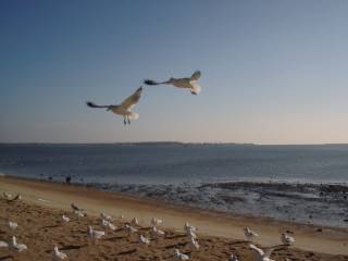 feeding the gulls