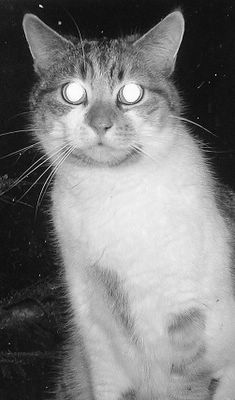 cat's eyes monochrome