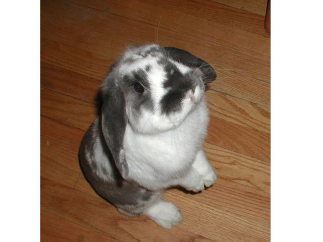 Bunny%20Planet.jpg
