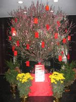 the wishing tree downstairs in the lobby, Ap lei chau