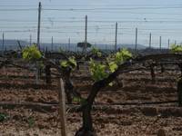 Ribera del Duero vineyard