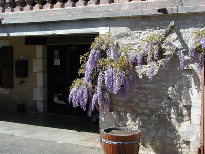 Wonderful wisteria at Clos la Coutale