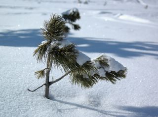Ramo de de pinheiro a sair da neve