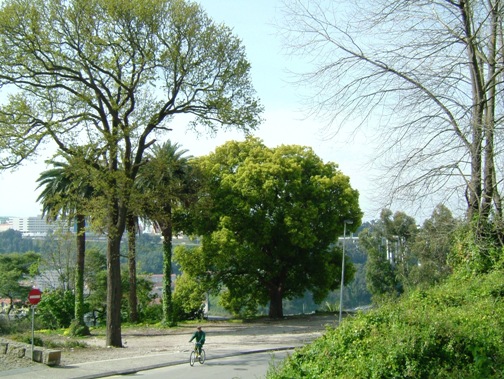 Dias com árvores: Rua do Gólgota