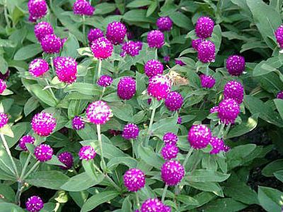 Bachelor Buttons in full bloom, showing purple flowers and the plant's foliage. A small butterfly is on one of the blossoms.