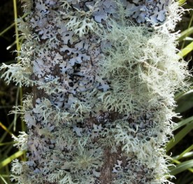 Lichen on the Garden Bench