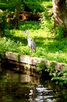 A heron standing on the riverbank