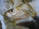 photograph picture of a Sardine from In Praise of Sardines 