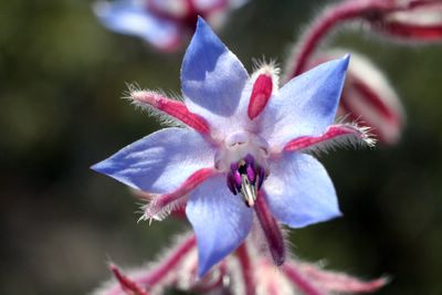 photograph picture of a mystery flower