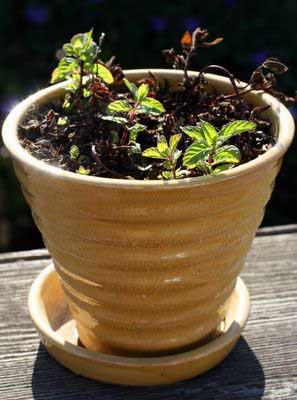 photograph picture of our mint plant which is quickly recovering from a near death experience