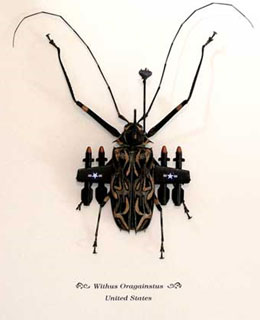 banksy's beetle