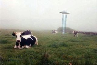Saucer Abducting Cow