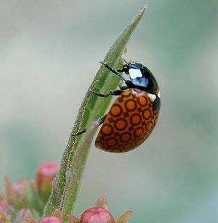 Earth Day: releasing of lady bugs