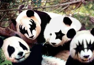 KISS Panda bears