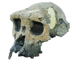 Fossilized Skull identified as human ancestor