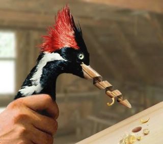 Woodpecker rediscovered