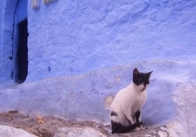 Cat in Chaouen, Morocco