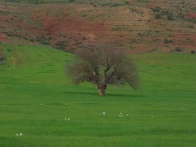 Spring in the Middle Atlas