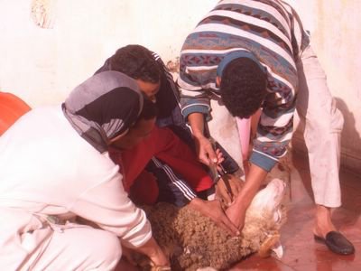 Aid Kbir 2006, sacrificing of the sheep