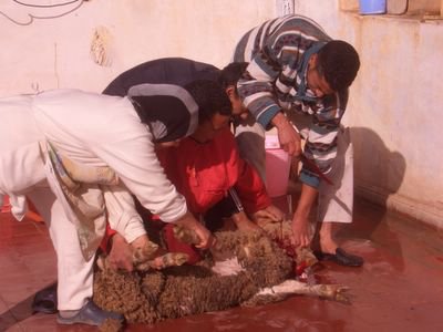Aid Kbir 2006, sacrificing of the sheep