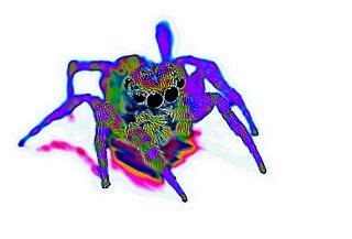 rainbow spider