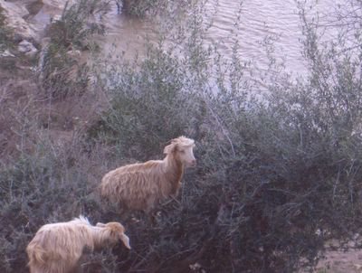 Goats in tree, Morocco