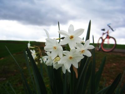 Paperwhite Narcissus Plants Grow Wild in the Middle Atlas