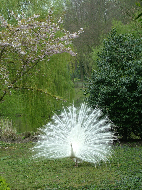 White%20Peacock%20at%20Leeds%207%204-30.