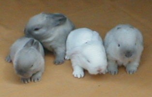 Cute little bunnies