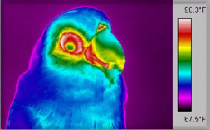 Infrared Bird