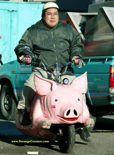 2 Fat pigs on a bike