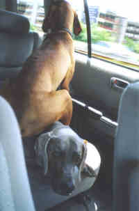 Dogs sitting on Dogs in cars