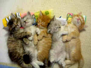 Stoopid Kittens