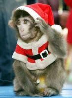 Santa Monkey