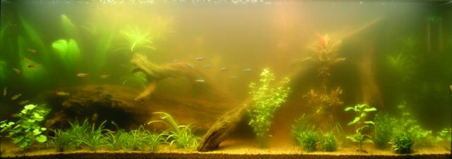 Blog de mon aquarium: J+9 semaines : eau trouble !