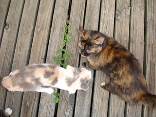 You wouldn't believe the time it took to get these two to stand still together. Actually, if you've met Gidget, you probably would.