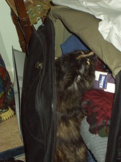 I also took some time to rifle through Melissa's bag. I'm suspicious that she's been paying attention to another cat behind my back.