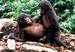 Hot chick-on-chick bonobo action!