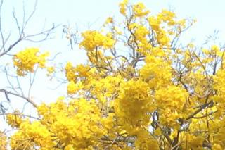 Yellow flowers at IISc